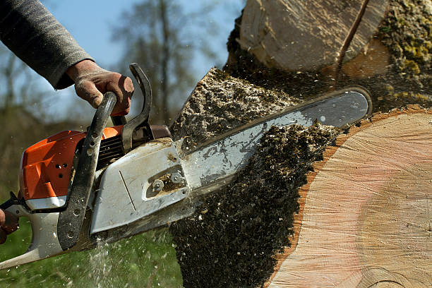 Best Root Management and Removal  in Quail Creek, TX